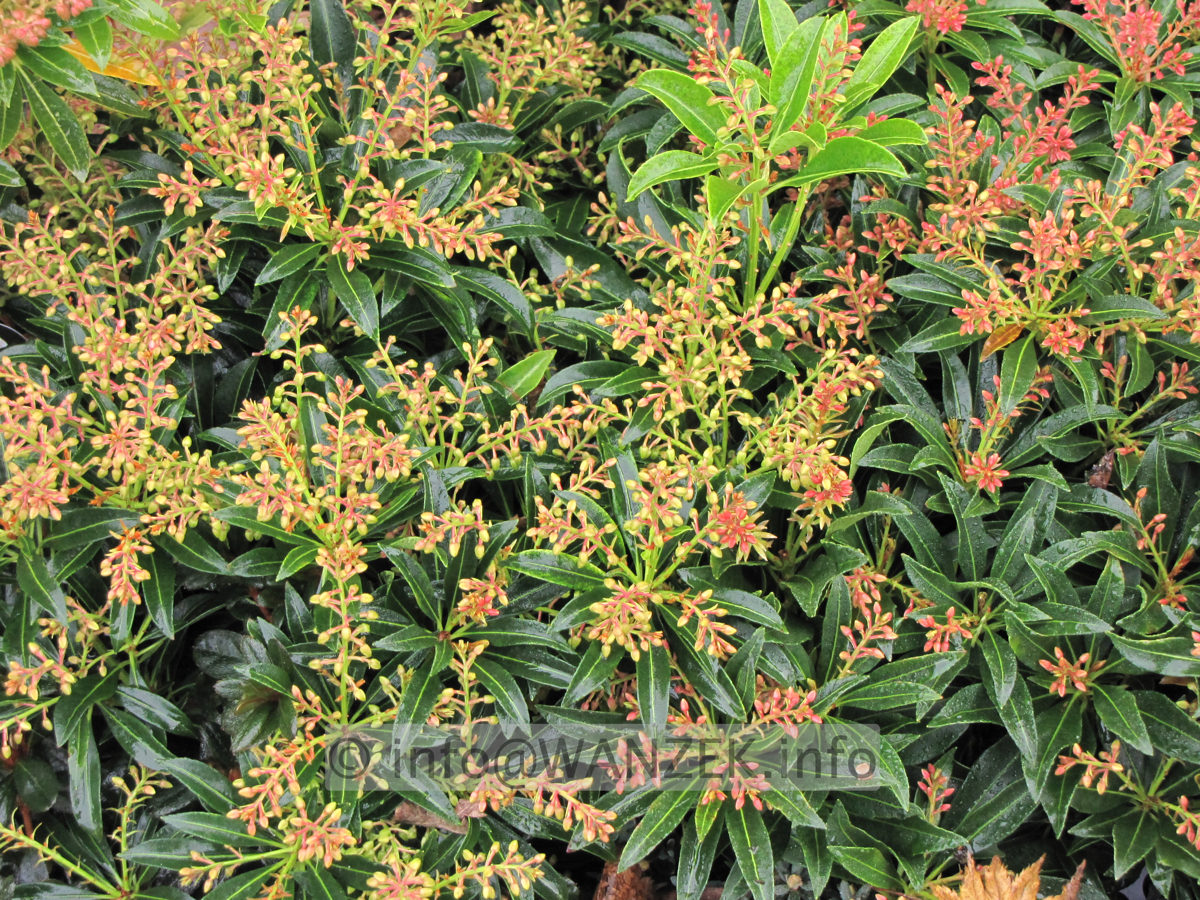 Pieris japonica Debutante - Knospen.JPG